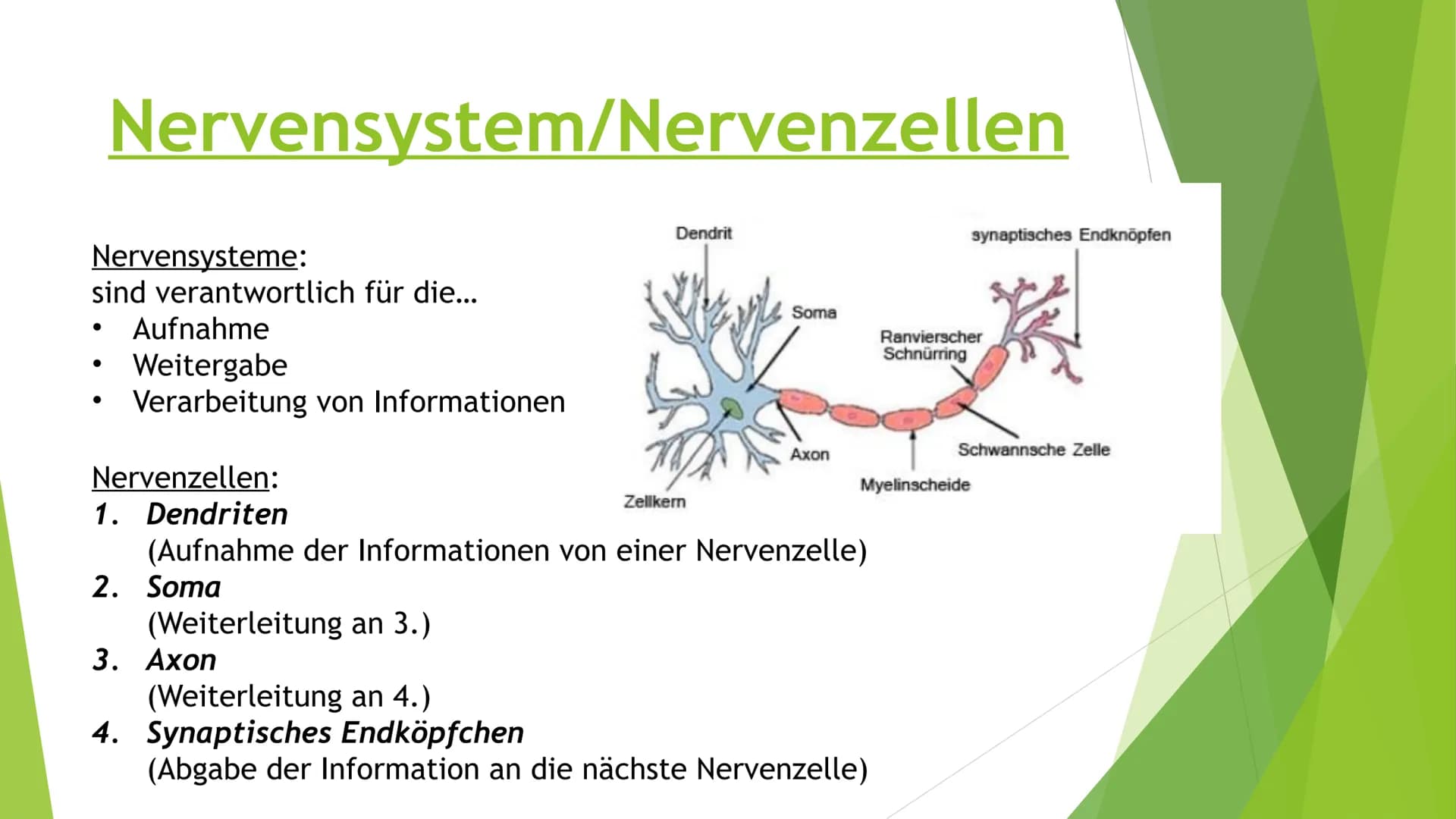# Nervensysteme # Inhaltsverzeichnis
- Nervensystem/ Nervenzellen
- Zentrale Nervensystem
- Periphere Nervensystem
- Somatische Nervensyste