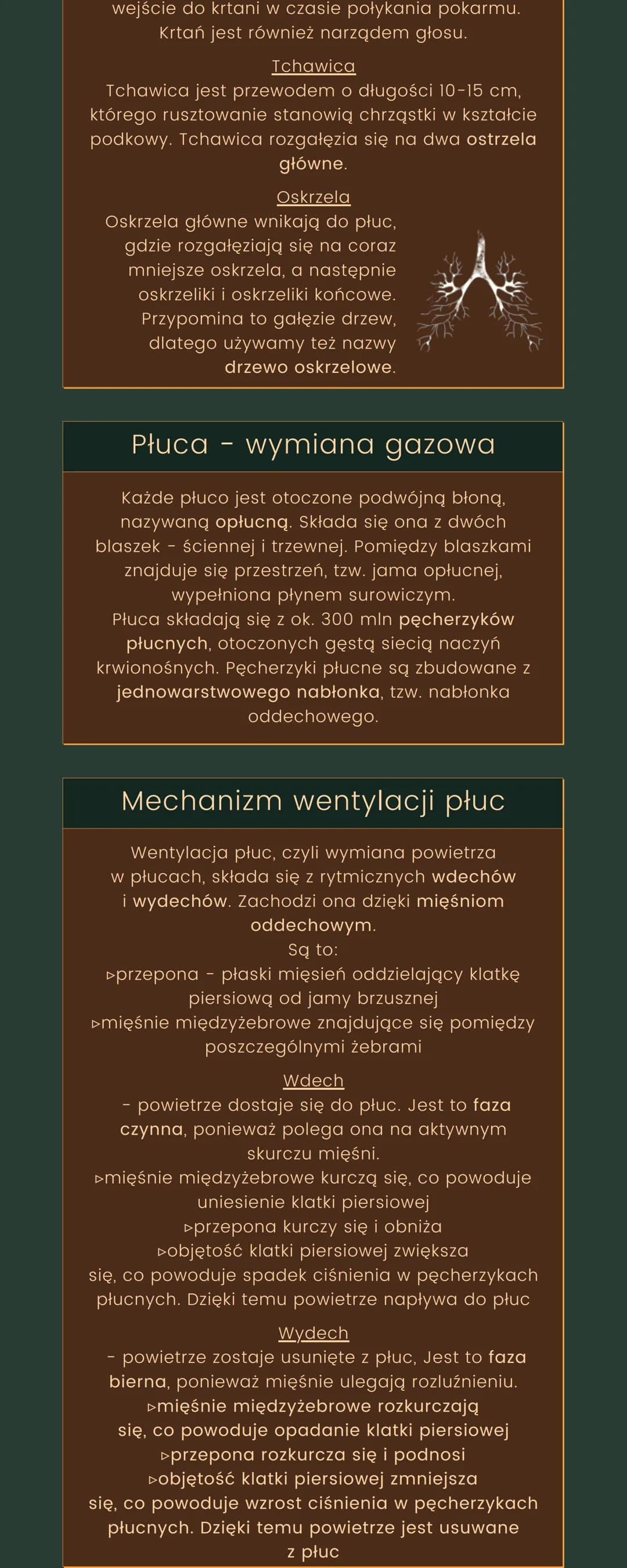 <h2>Funkcje układu oddechowego</h2>
<p>Podstawowym zadaniem układu oddechowego jest zapewnienie wymiany gazowej, do której dochodzi dzięki