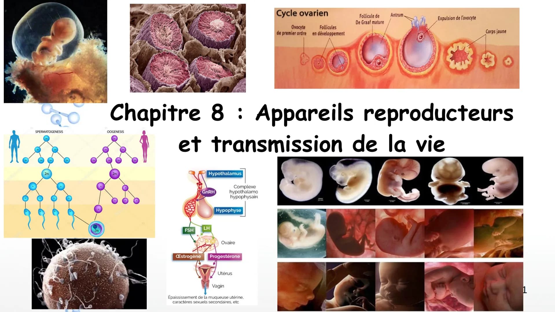 Cycle ovarien
Ovocyte
de premier ordre en développement
Follicule de
De Graaf mature
Antrum
Expulsion de l'ovocyte
Follicules
Corps ja