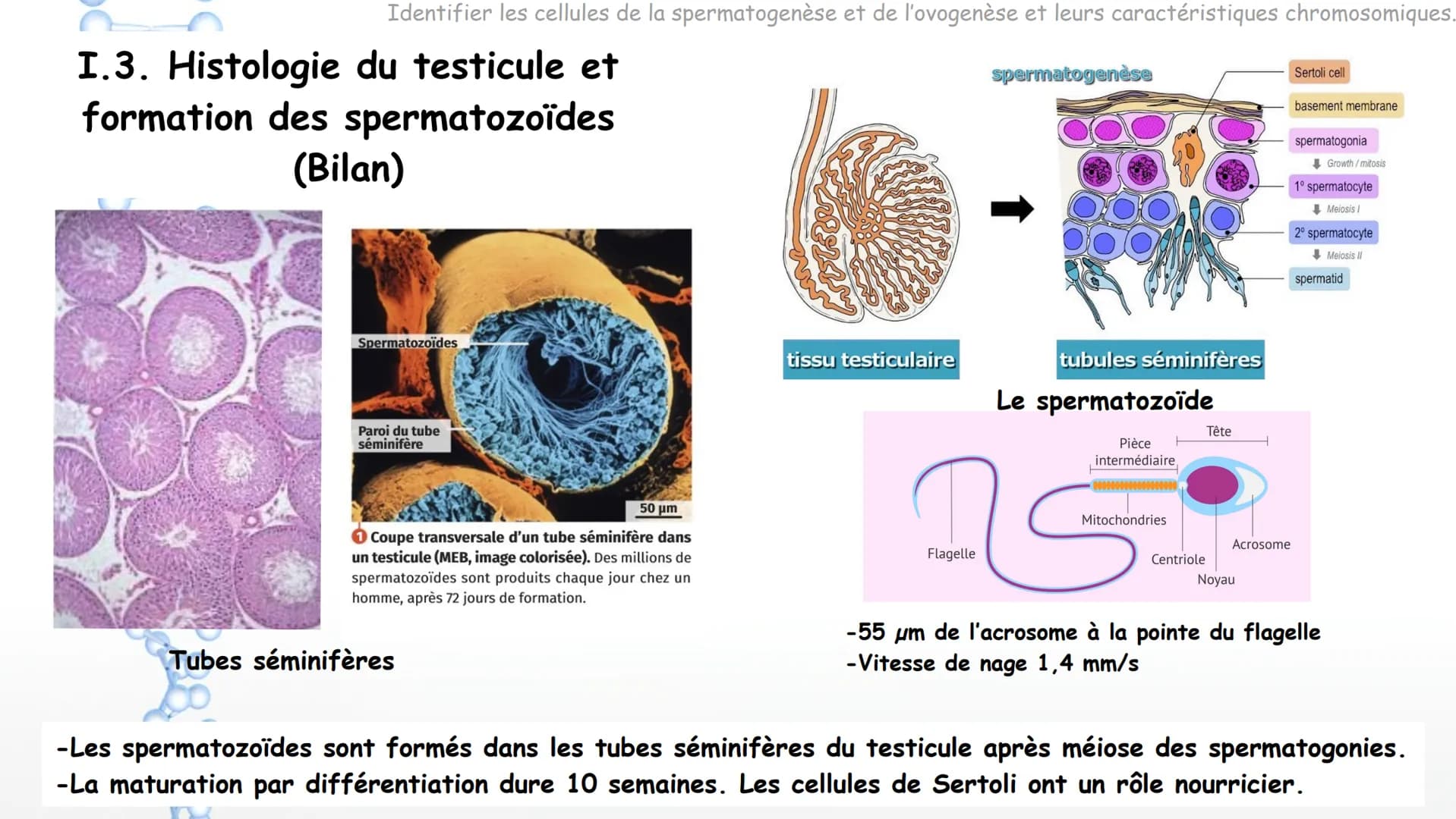 Cycle ovarien
Ovocyte
de premier ordre en développement
Follicule de
De Graaf mature
Antrum
Expulsion de l'ovocyte
Follicules
Corps ja