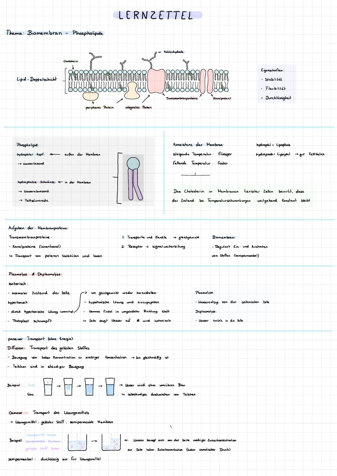 # LERNZETTEL
Thema: Biomembran - Phospholipide
Lipid-Doppelschicht
Kohlenhydrate
peripheres Protein
inhegrales Protein
Phospholipid
h