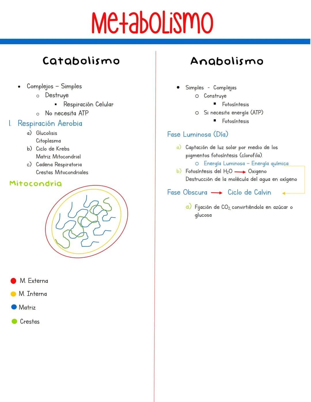 # Metabolismo
Catabolismo
* Complejos Simples
* Destruye
* Respiración Celular
* No necesita ΑΤΡ
1. Resp