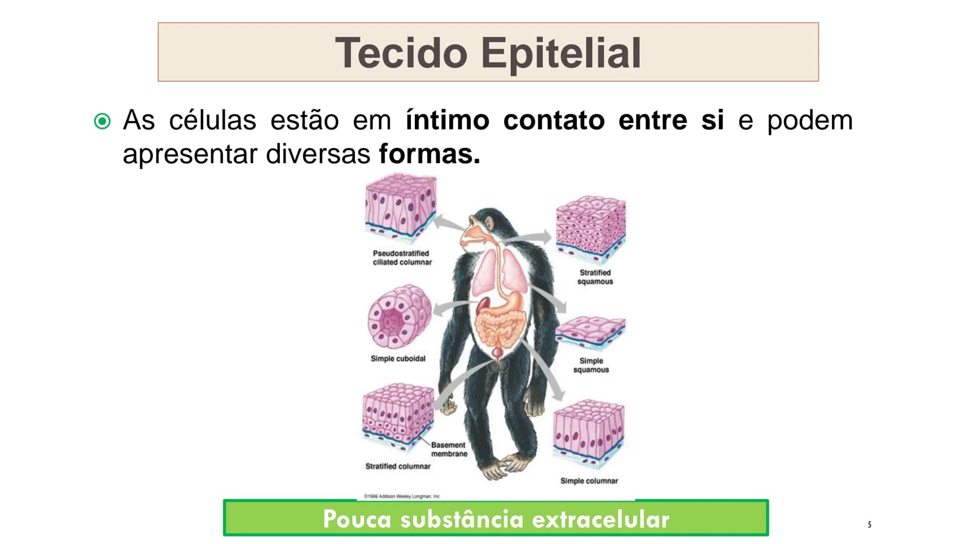 ## HISTOLOGIA
TECIDO EPITELIAL
Professora: Dra. Daniele Mota INTRODUÇÃO
■ Tecidos são conjuntos de células de forma e função
semelhantes.