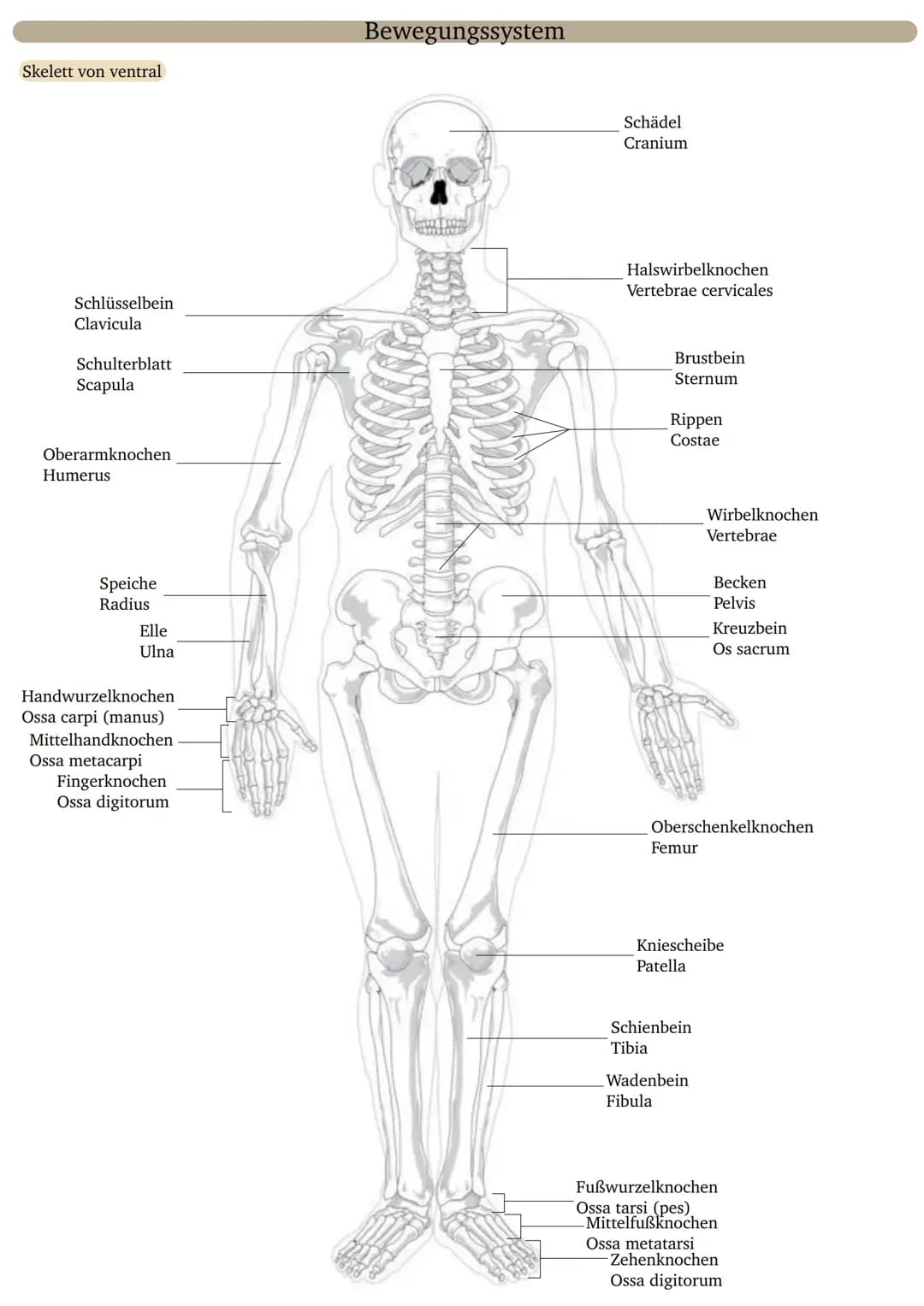 Skelett von ventral
Bewegungssystem
Schädel
Cranium
Schlüsselbein
Clavicula
Schulterblatt
Scapula
Halswirbelknochen
Vertebrae cervicale