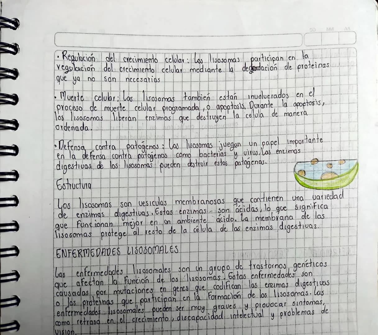Ilamadas fagosomas
P
26-02
Ilamadas vesículas pinocíticas
GITOPLASMA
Espacio celular comprendido entre la membrana citoplasmática y
enpolt