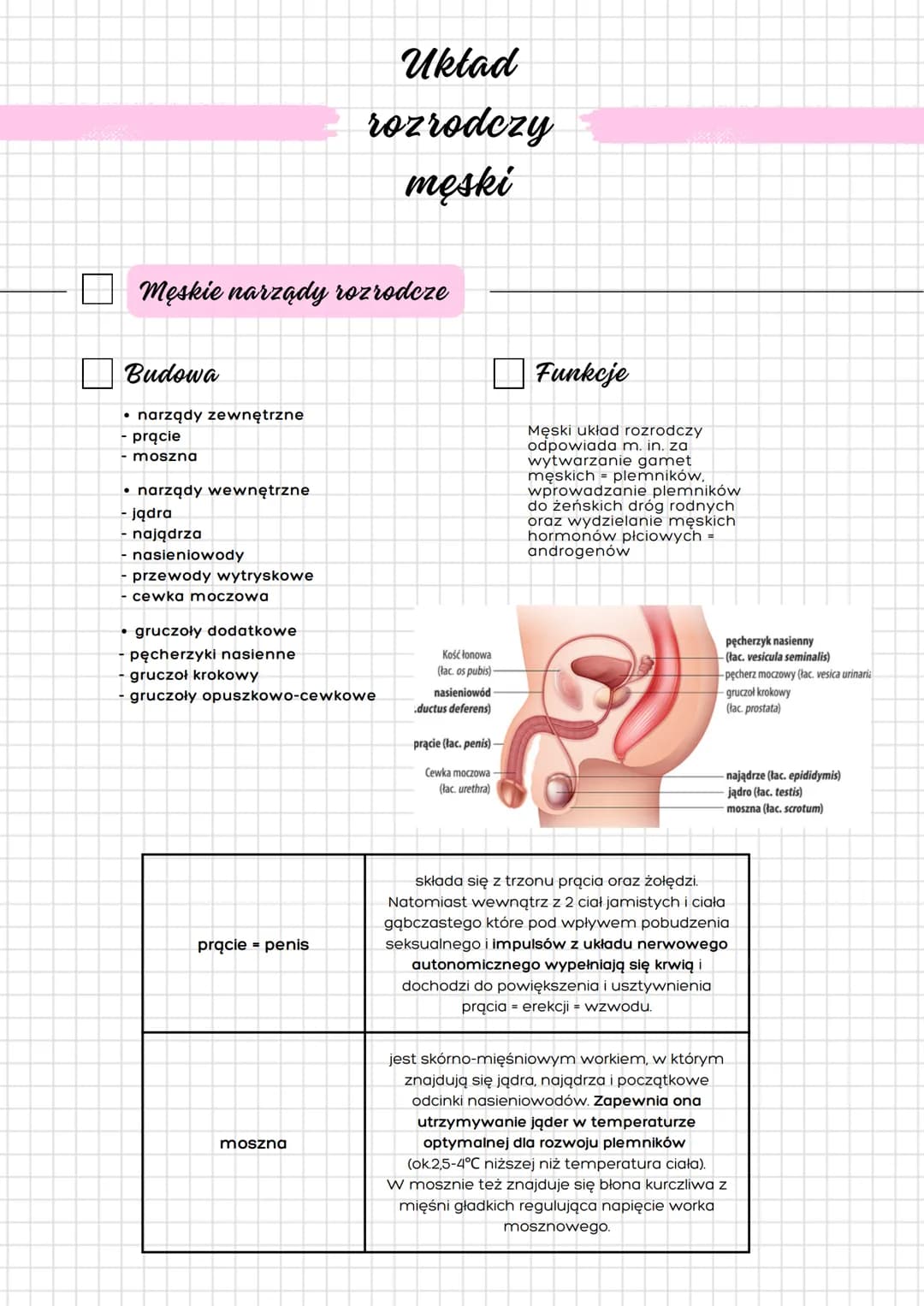 Układ
rozrodczy
męski
Męskie narządy rozrodcze
Budowa
- narządy zewnętrzne
- prącie
- moszna
- narządy wewnętrzne
- jądra
- najądrza
- nasie