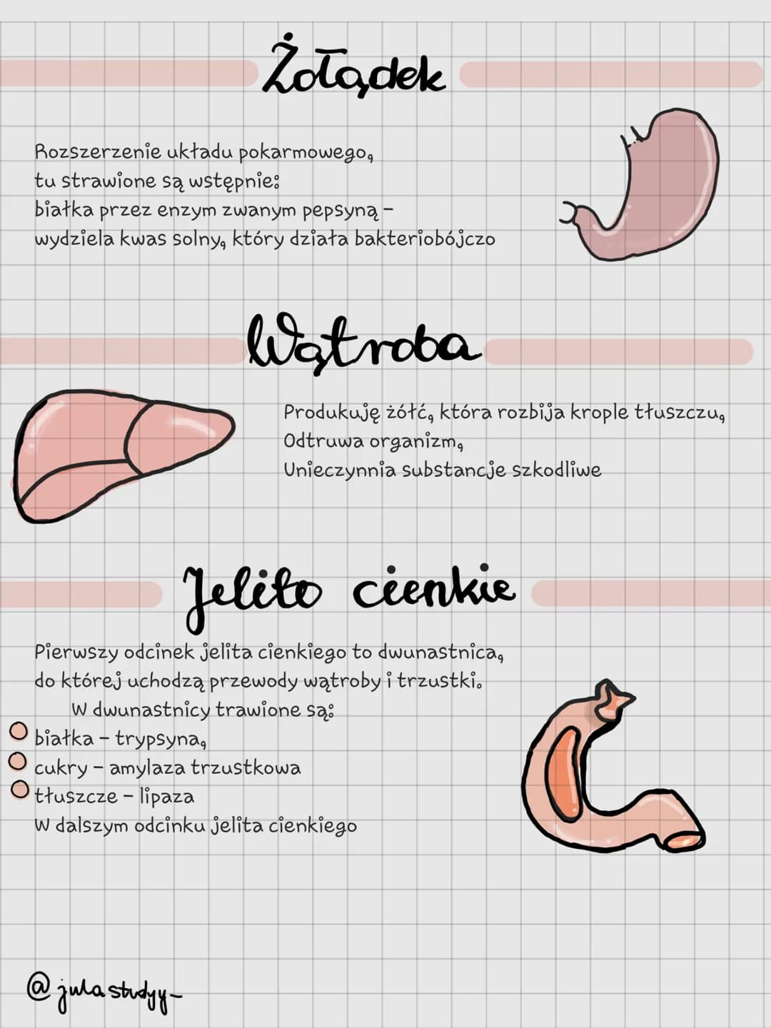 Układ Pokarmowy
@julastudy- # Jama ustna
Pierwszy odcinek układu pokarmowego otoczony
wargami. Zachodzi trawienie mechaniczne oraz
chemicz