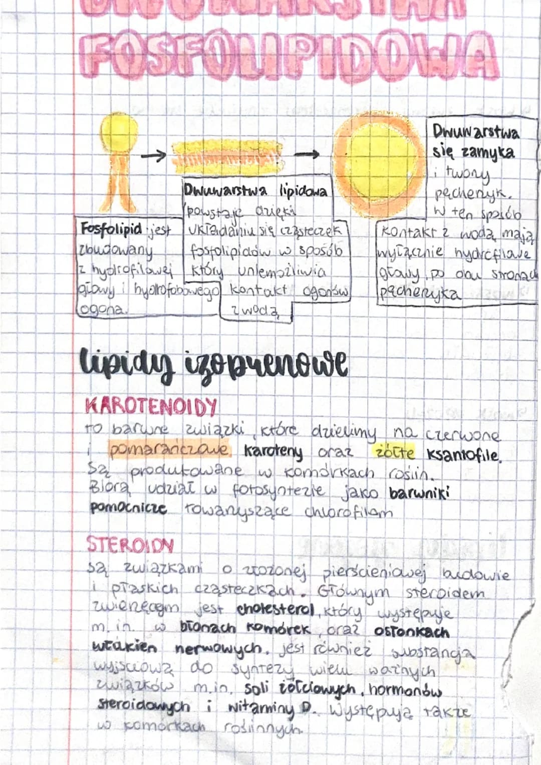 # BUDOWA I
# FUNKCJE LIPIDON
budowa i rodzaje lipidow
PROSTE Z46DEKONE
* tłuszcze *fosfolipidy
właściwe *gu klipidy
* Woski
IZOPRENO