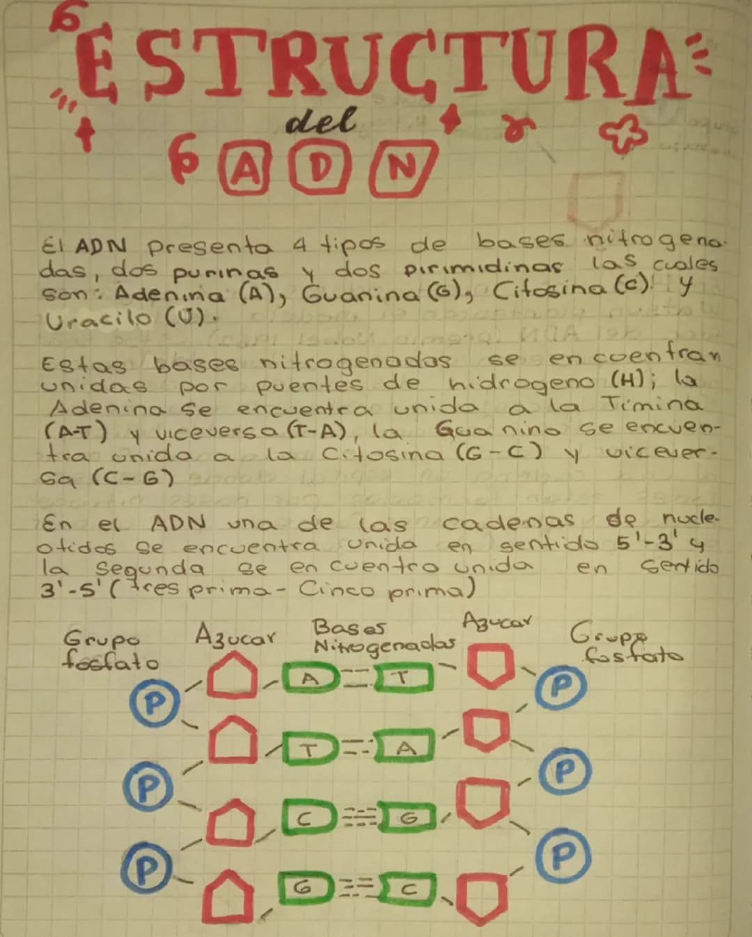acidos
# nucleicos
los acidos nucleicos son acido deso
Xirribonucleico (ADN) y el acido ri-
bonucleico (ARN)
Son dos moleculas de gran tama.