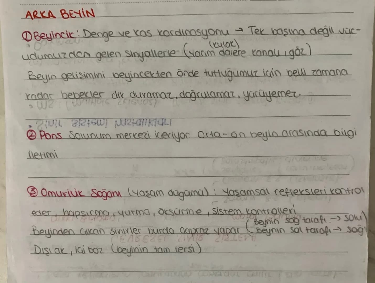 # SİNİR SİSTEMİ
MSS
Omuriluk
Beyin
)
one orta arka
•ua beyin beyincik
ara beyn Pons
Talamus Omurilik S.
Hipotalamus
Epitalamus
• M