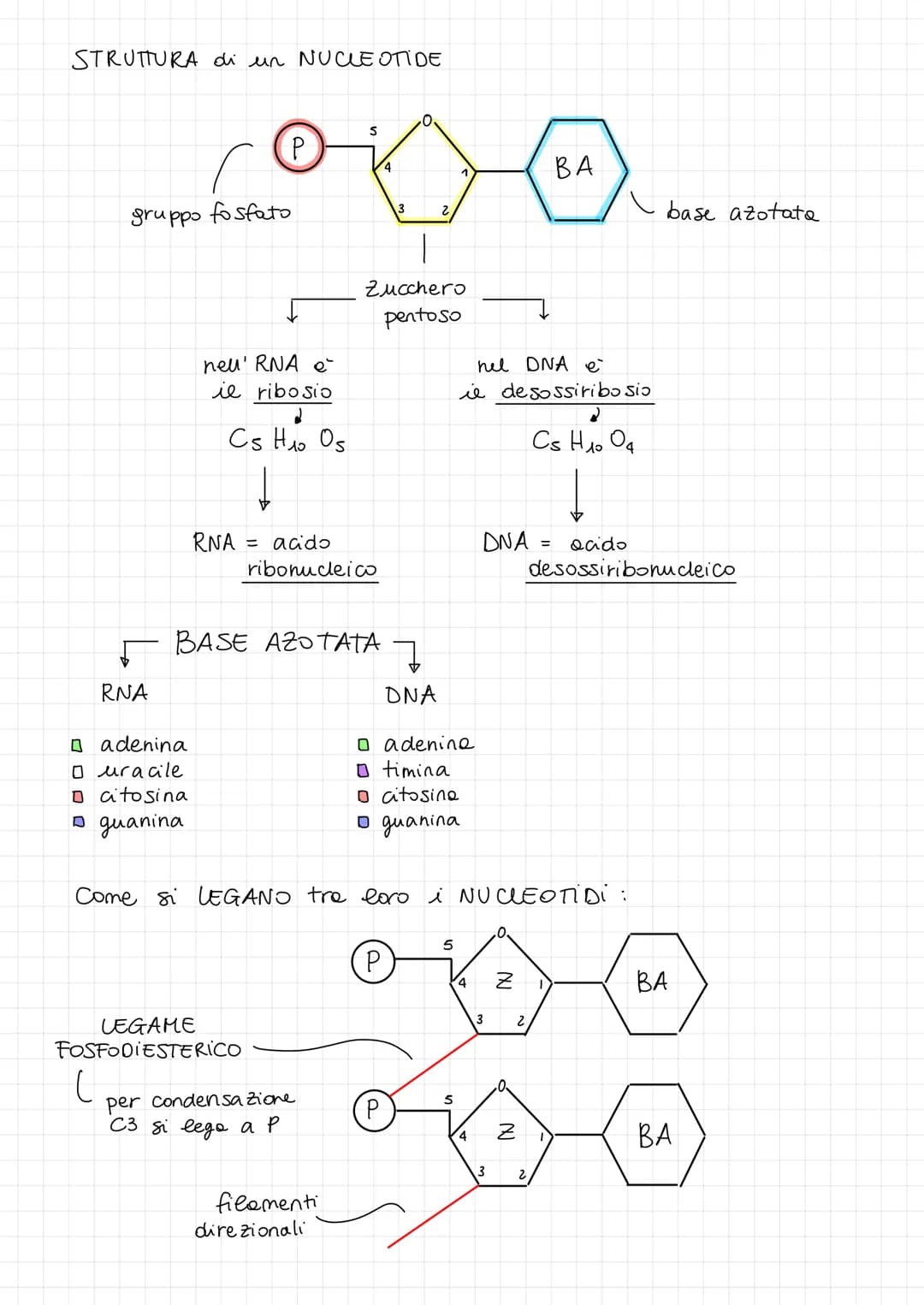 4 ACIDI NUCLΕΙΑ formati do
DNA RNA
Gli acidi nucleici sono dei POLIMERI
-0-0-0-0-0-0-0-0-
FUNZIONI:
DNA
Contiene ie patrimonio genetico