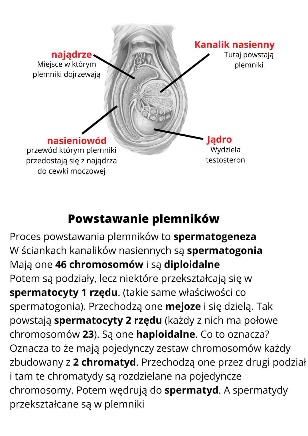 # Budowa i funkcje męskich
narządów rozrodczych
## Cechy płciowe
Cechy płciowe to cechy ciała, którymi mężczyźni i kobiety różnią
się od si