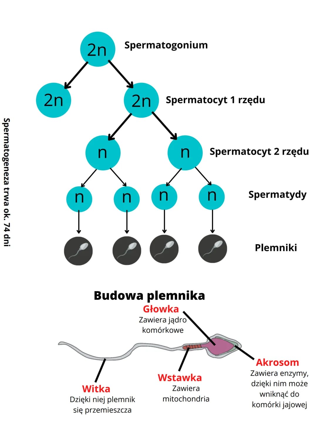 # Budowa i funkcje męskich
narządów rozrodczych
## Cechy płciowe
Cechy płciowe to cechy ciała, którymi mężczyźni i kobiety różnią
się od si