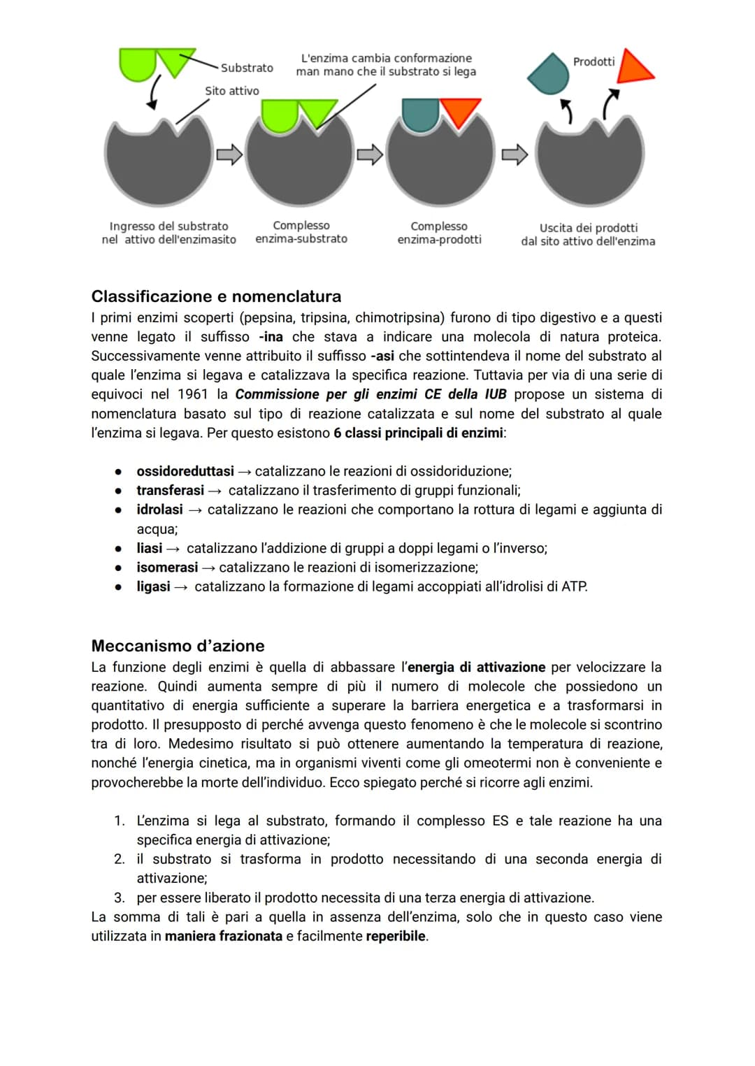 # Gli enzimi
Gli enzimi rappresentano la classe di proteine più numerose e vengono definiti catalizzatori
biologici poiché la loro funzione