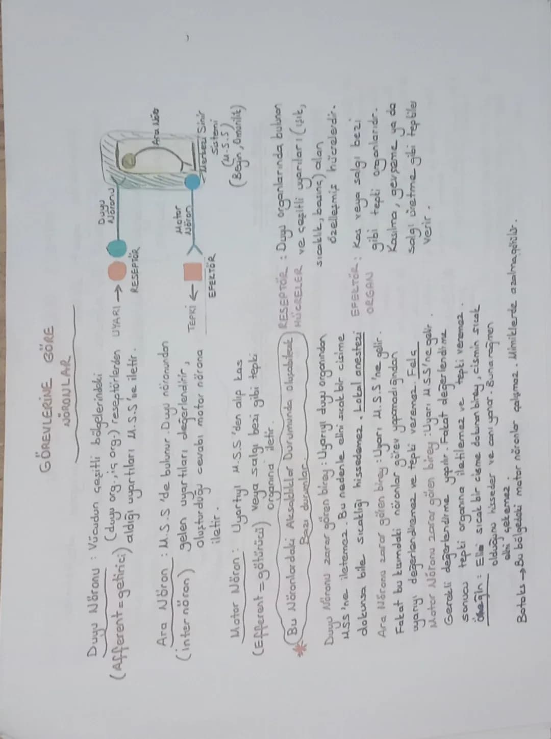 Sinir Doku: Sinir hücreleri + Yardımcı hücreler)
(Glia) (Nöroglia)
çekirdek
atlamalı iletim
→Dendrit miyelin
HÜCRE GÖVDESİ
Ranvier
nigeli