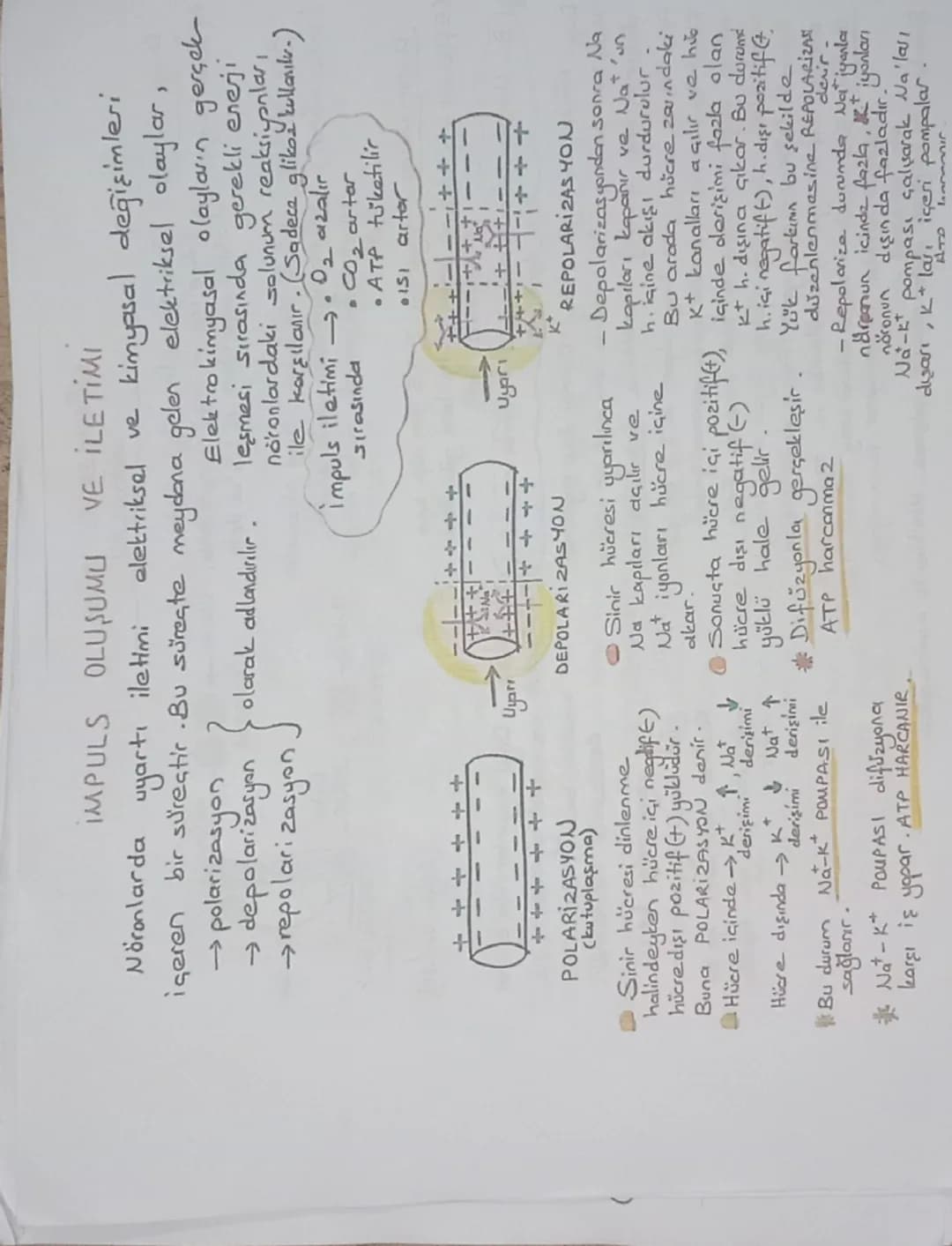 Sinir Doku: Sinir hücreleri + Yardımcı hücreler)
(Glia) (Nöroglia)
çekirdek
atlamalı iletim
→Dendrit miyelin
HÜCRE GÖVDESİ
Ranvier
nigeli