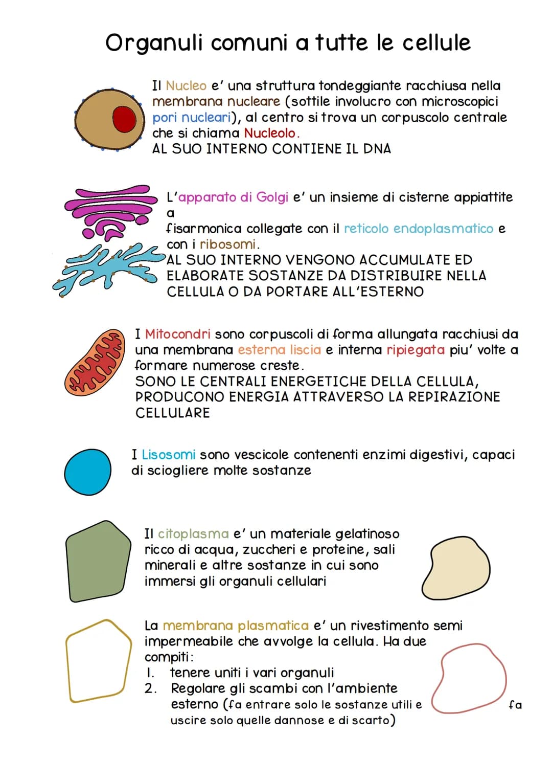 # CELLULA
La cellula e' la piu' piccola unita' dei viventi, svolge in modo autonomo le funzioni vitali
di un organismo.
Nasce da un'altra c
