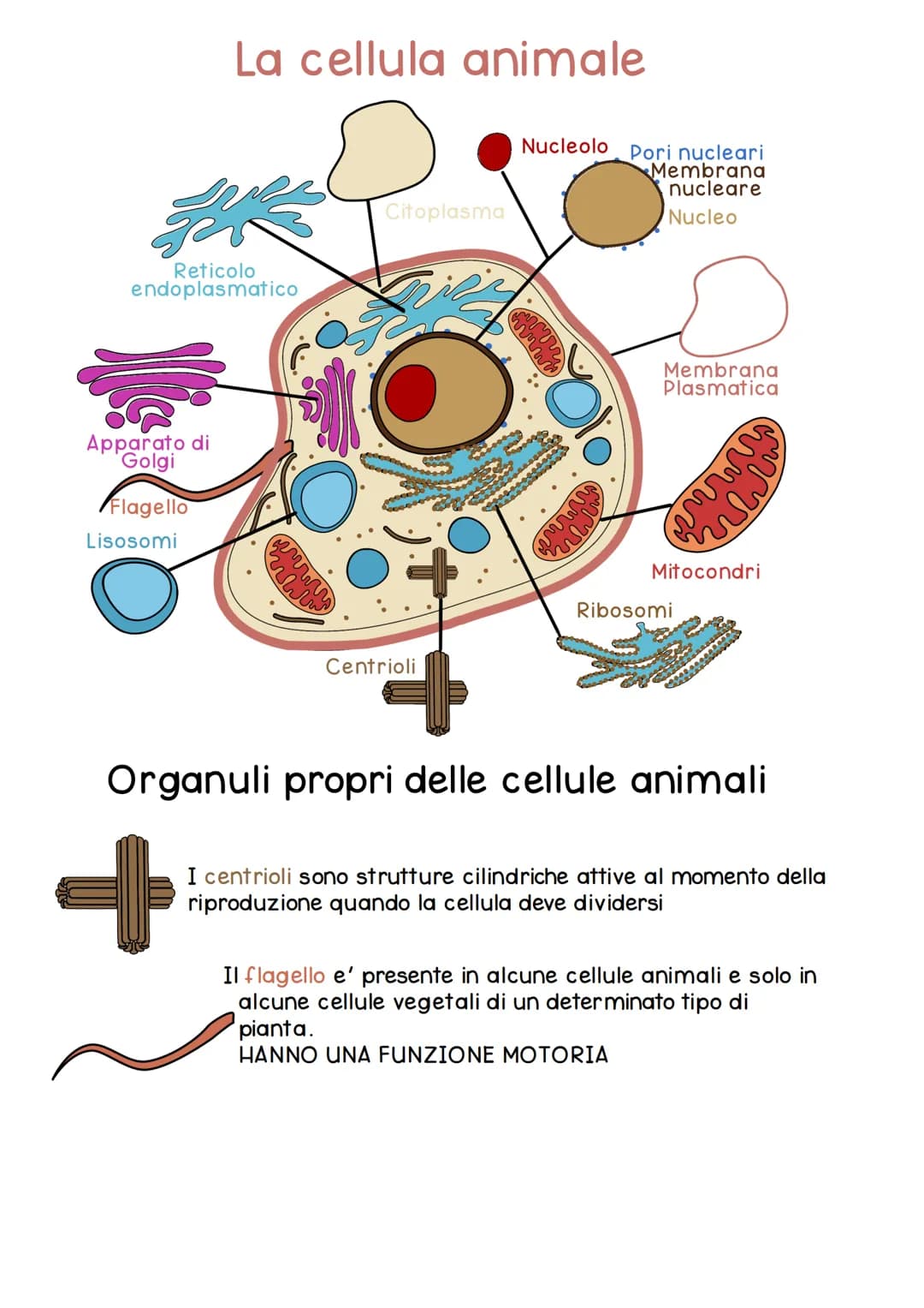 # CELLULA
La cellula e' la piu' piccola unita' dei viventi, svolge in modo autonomo le funzioni vitali
di un organismo.
Nasce da un'altra c