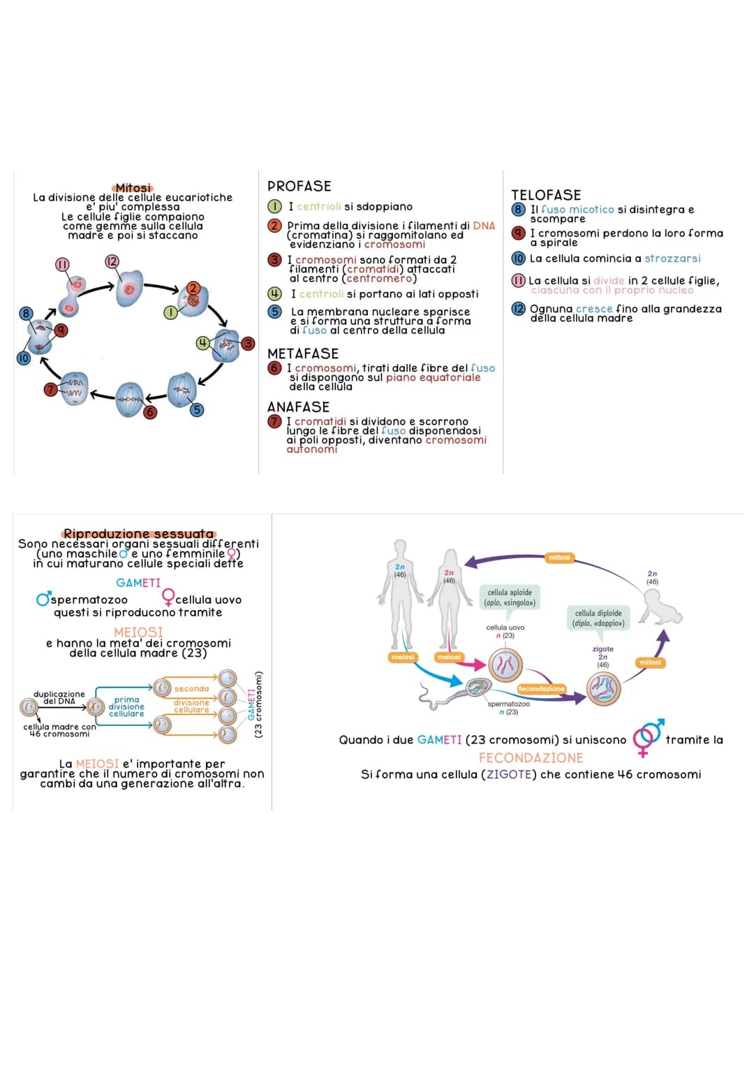 # CELLULA
La cellula e' la piu' piccola unita' dei viventi, svolge in modo autonomo le funzioni vitali
di un organismo.
Nasce da un'altra c