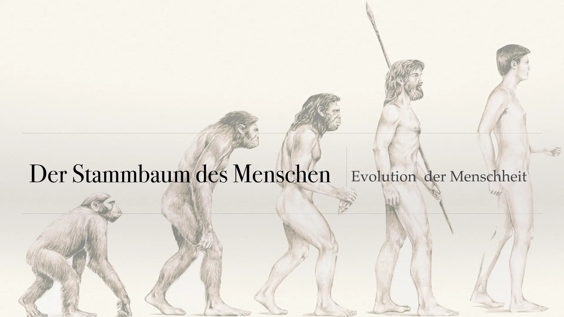 # Der Stammbaum des Menschen Evolution der Menschheit # Inhaltsverzeichnis
• Stammbaum der Menschen
• Homo Habilis
A. Biografie
B. Lebens