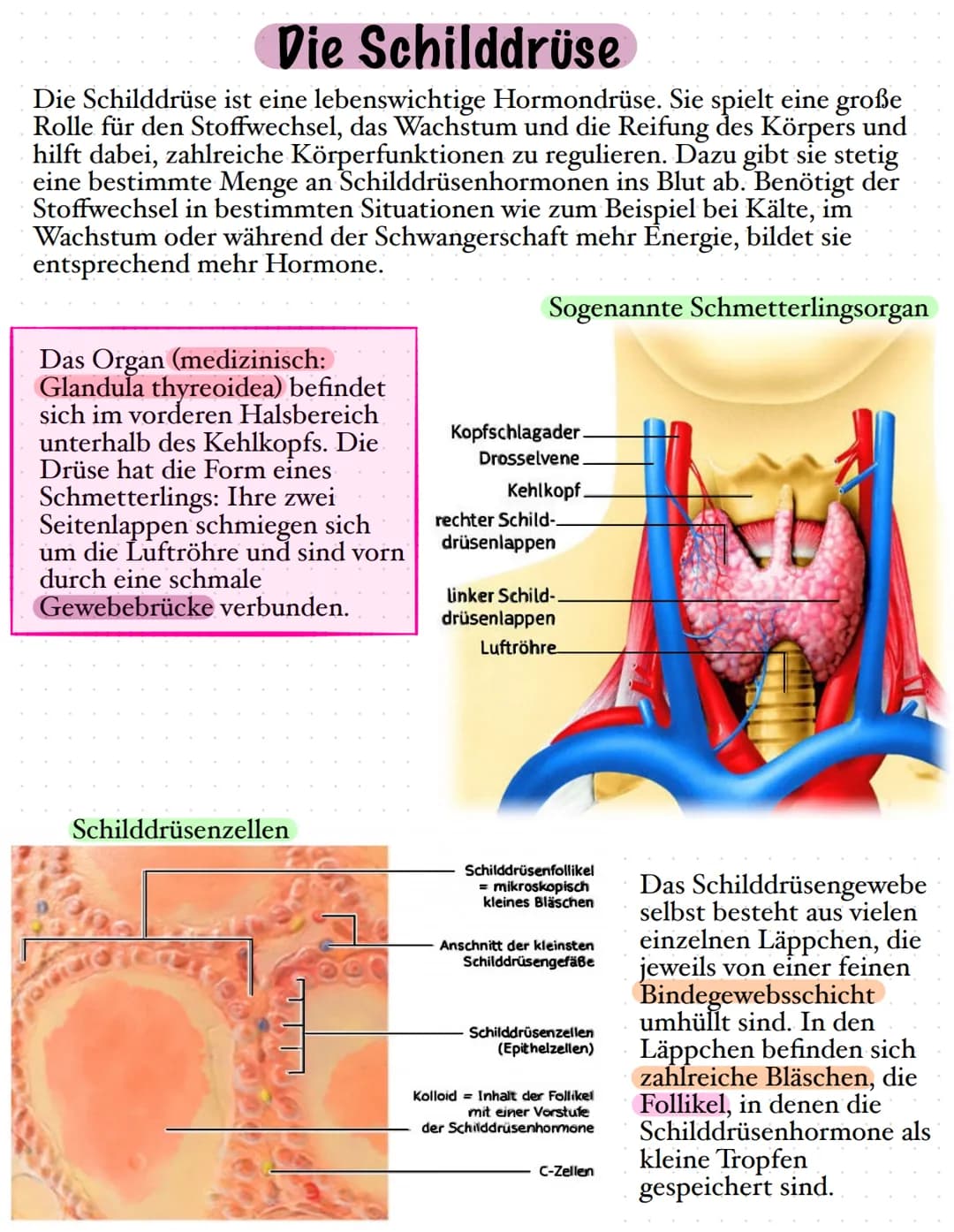 # Die Schilddrüse
Die Schilddrüse ist eine lebenswichtige Hormondrüse. Sie spielt eine große
Rolle für den Stoffwechsel, das Wachstum und d