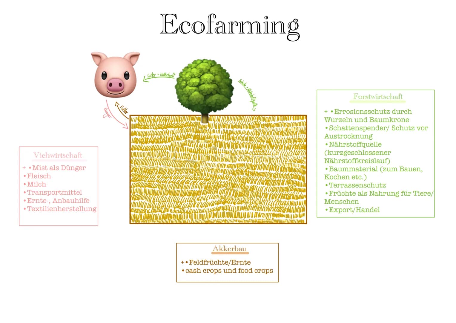 Futter
Dünger
Viehwirtschaft
+ Mist als Dünger
• Fleisch
• Milch
• Transportmittel
• Ernte-, Anbauhilfe
• Textilienherstellung
Ecofarming