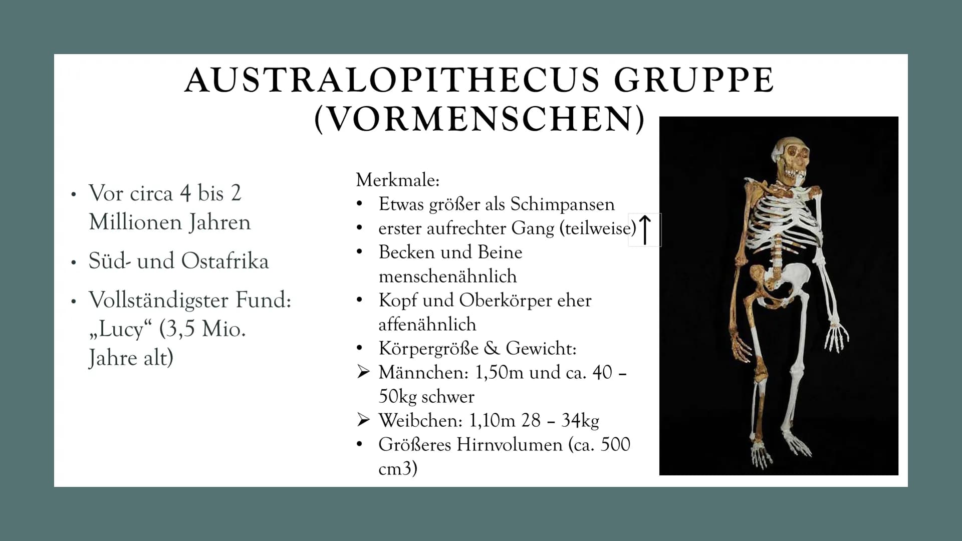 # DIE
# EVOLUTION
# DES
# MENSCHEN
Biologie Leistungskurs # GLIEDERUNG
1. Evolution des Menschen einfach erklärt
2. Der Mensch und der