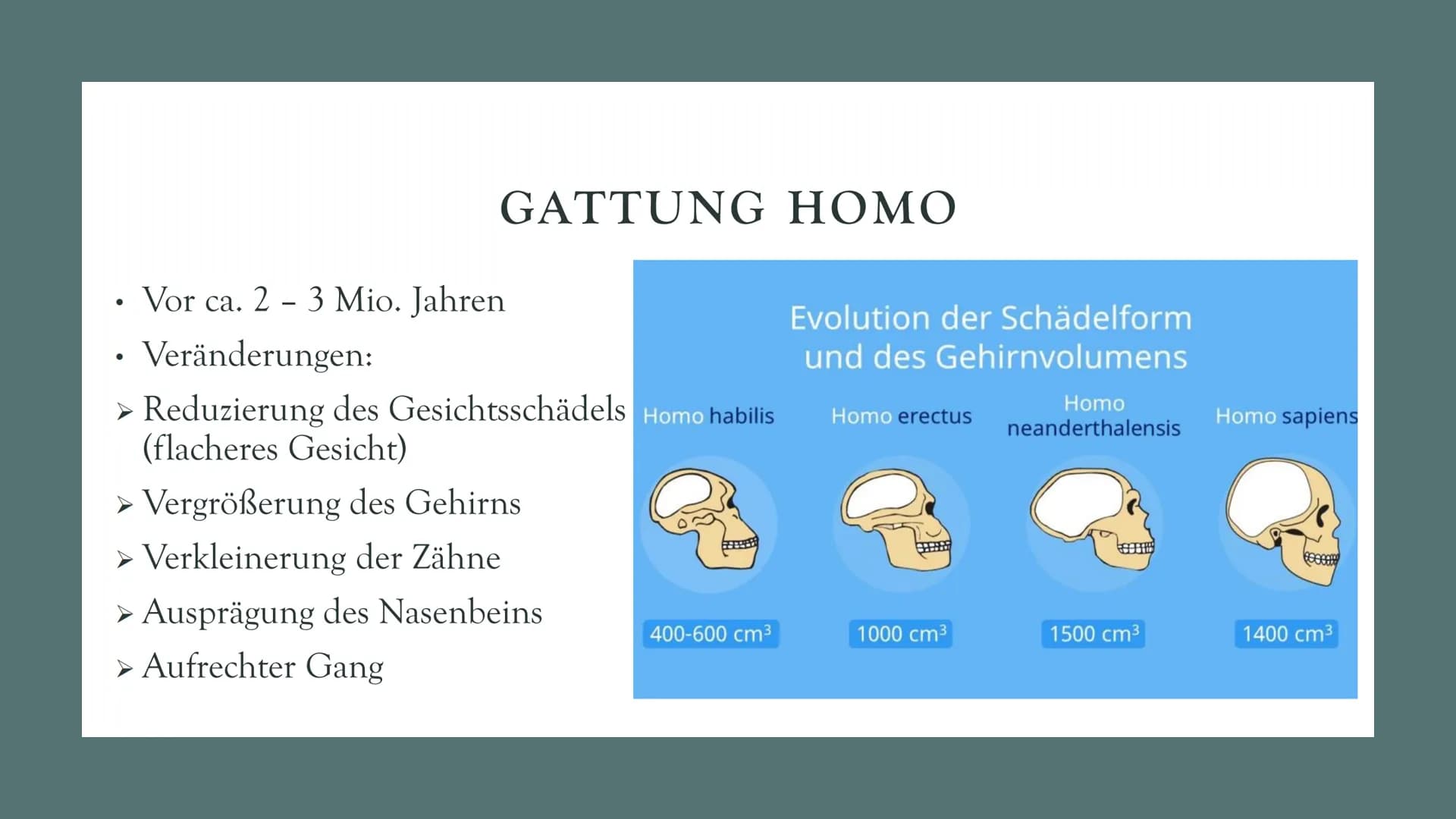 # DIE
# EVOLUTION
# DES
# MENSCHEN
Biologie Leistungskurs # GLIEDERUNG
1. Evolution des Menschen einfach erklärt
2. Der Mensch und der