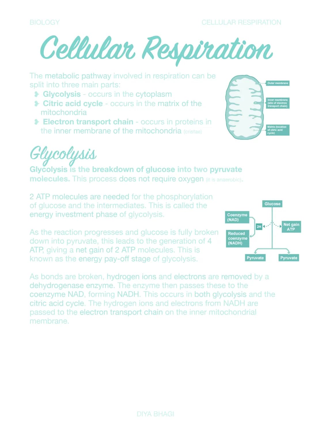 BIOLOGY
CELLULAR RESPIRATION
# Cellular Respiration
The metabolic pathway involved in respiration can be
split into three main parts:
*