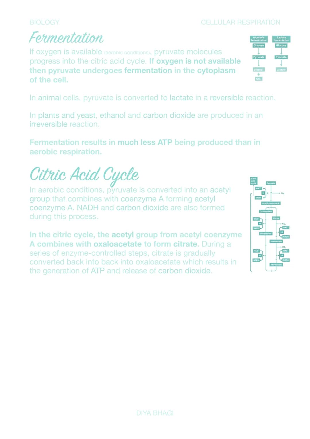 BIOLOGY
CELLULAR RESPIRATION
# Cellular Respiration
The metabolic pathway involved in respiration can be
split into three main parts:
*