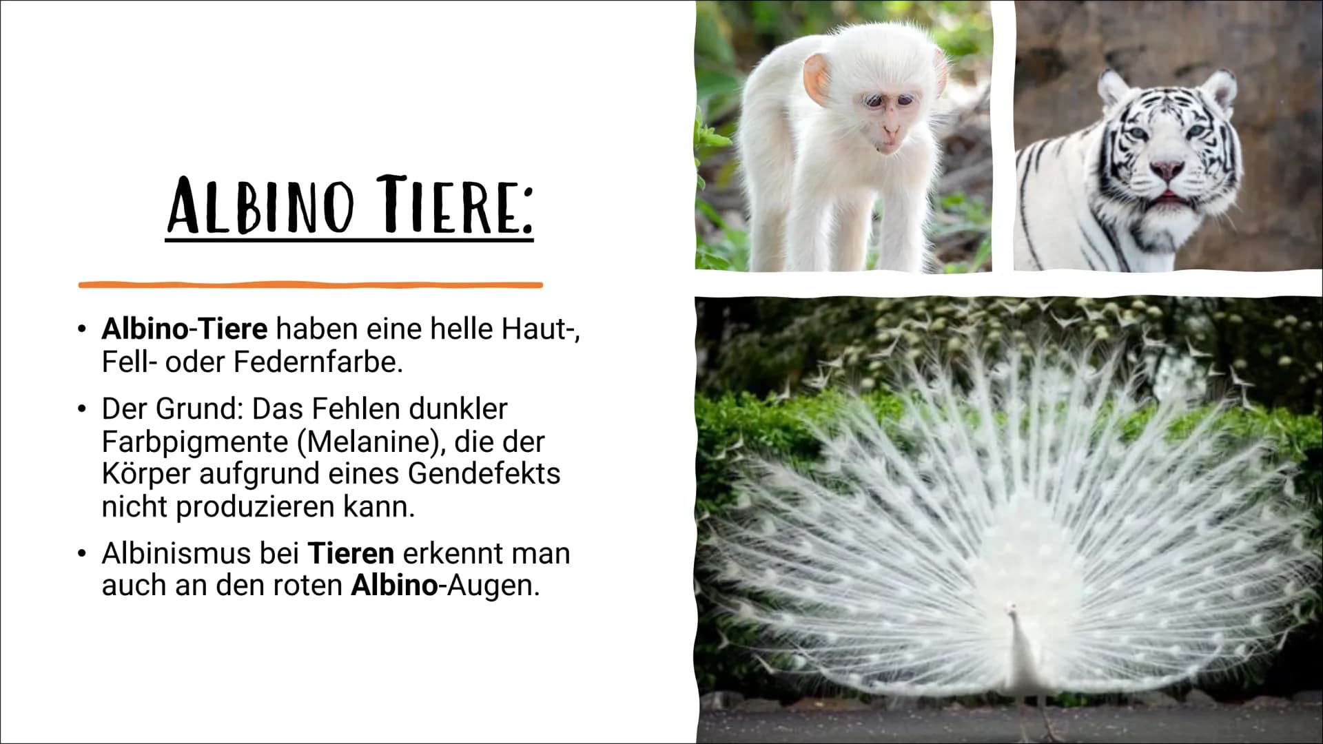 # ALBINISMUS
VON IPEK UND LABINA AGENDA:
Was ist Albinismus?
Albino Menschen
Albino Tiere
Familienbaumstamm der Albinus
Symptome und B