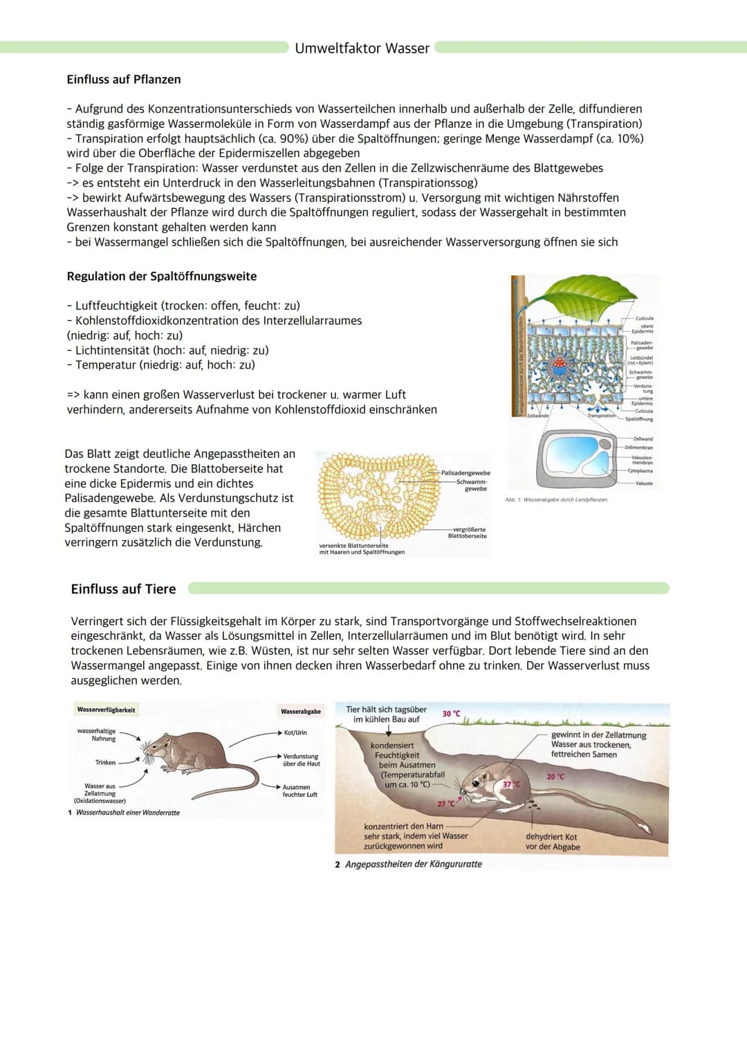 # Ökologie
Ökosystem: Wechselbeziehungen zwischen Organismen und ihrer Umwelt; dynamisches Beziehungsgefüge
aus Biozönose (Lebensgemeinscha