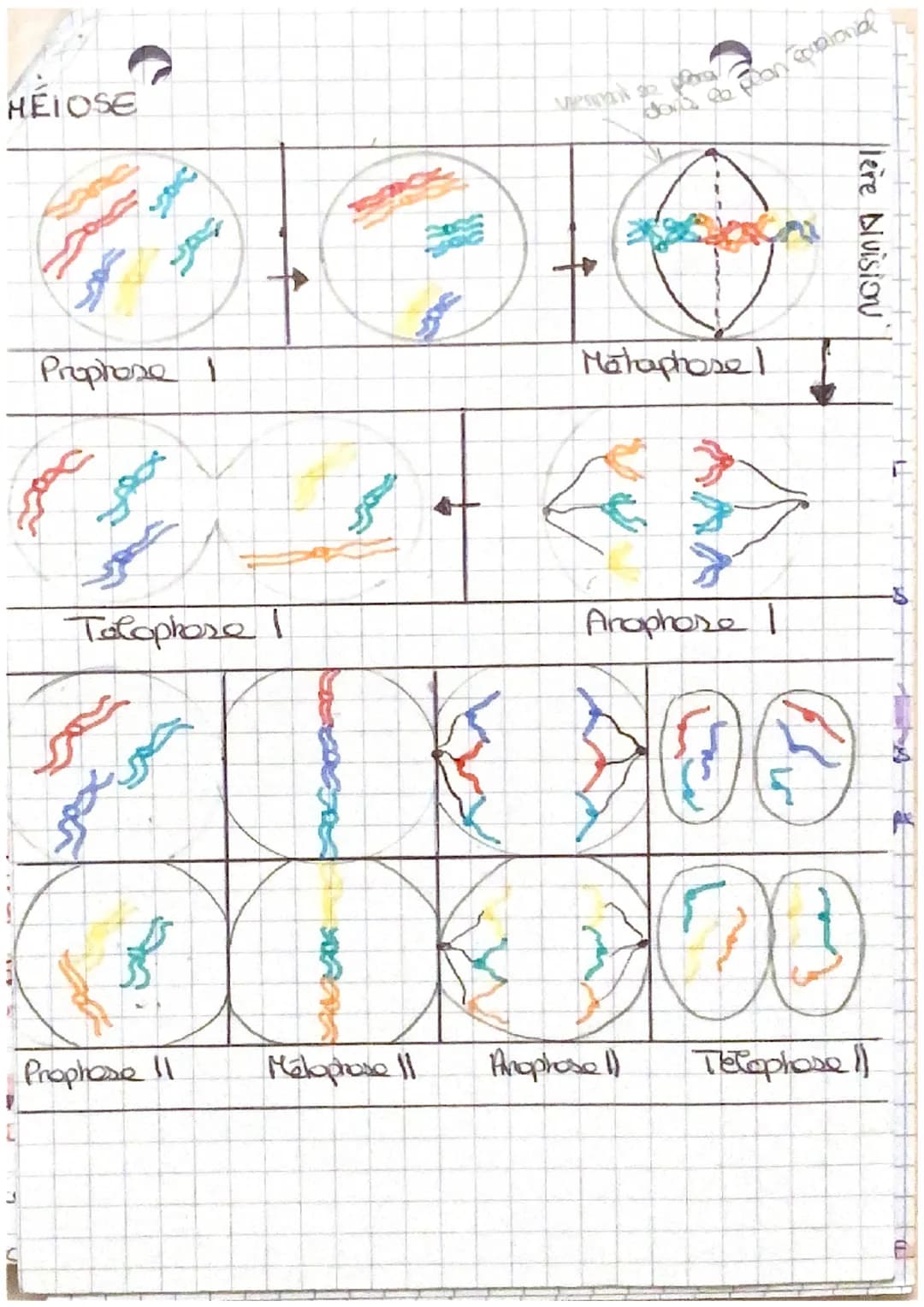 # LE CYCLE CECLUCAIRE
1. Stabreire caryotype au cours des cycles de dop
Cellule somatique non sexualle
On observe que
C samchique =>
:-