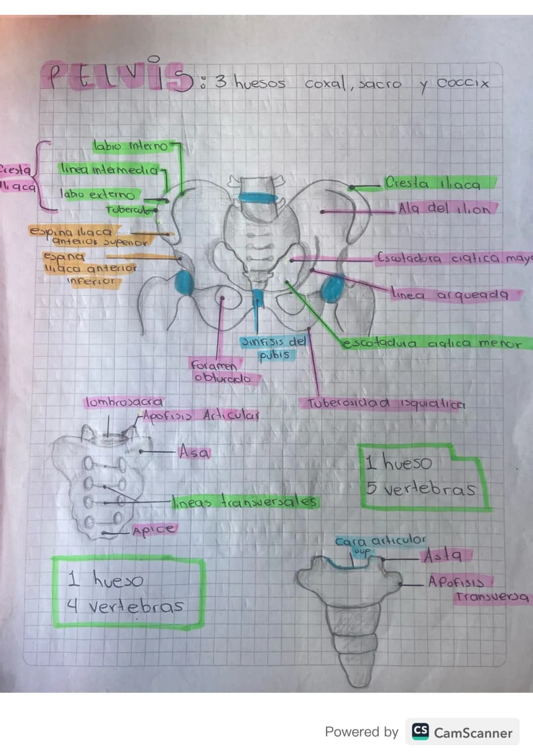 PELVIS:
。
labio interno
Cresta
linea intermedia
aca
labio externo
Tubercul
espina ilaca
Panterior supenor
espina
aca anterior
inferior
: 3 h