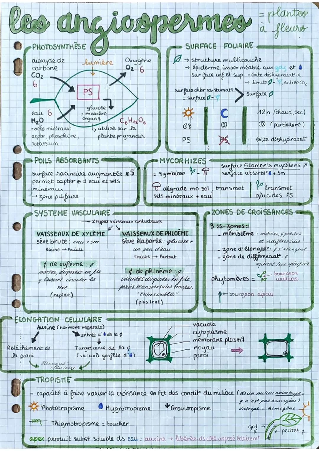 ```markdown
= plantes
les angiospermes feunt
à fleurs
dioxyde de
carbone
CO2
6
lumière Oxygène
02 6
SURFACE FOLIAIRE
→ structure multicouc