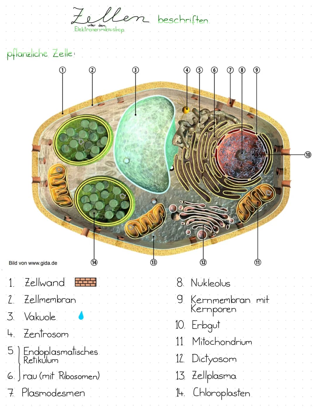 Zellen beschriften.
unter dem
Elektronenmikroskop.
pflanzliche Zelle:
2
Bild von www.gida.de
14
13
12
11
8. Nukleolus
1. Zellwand
2