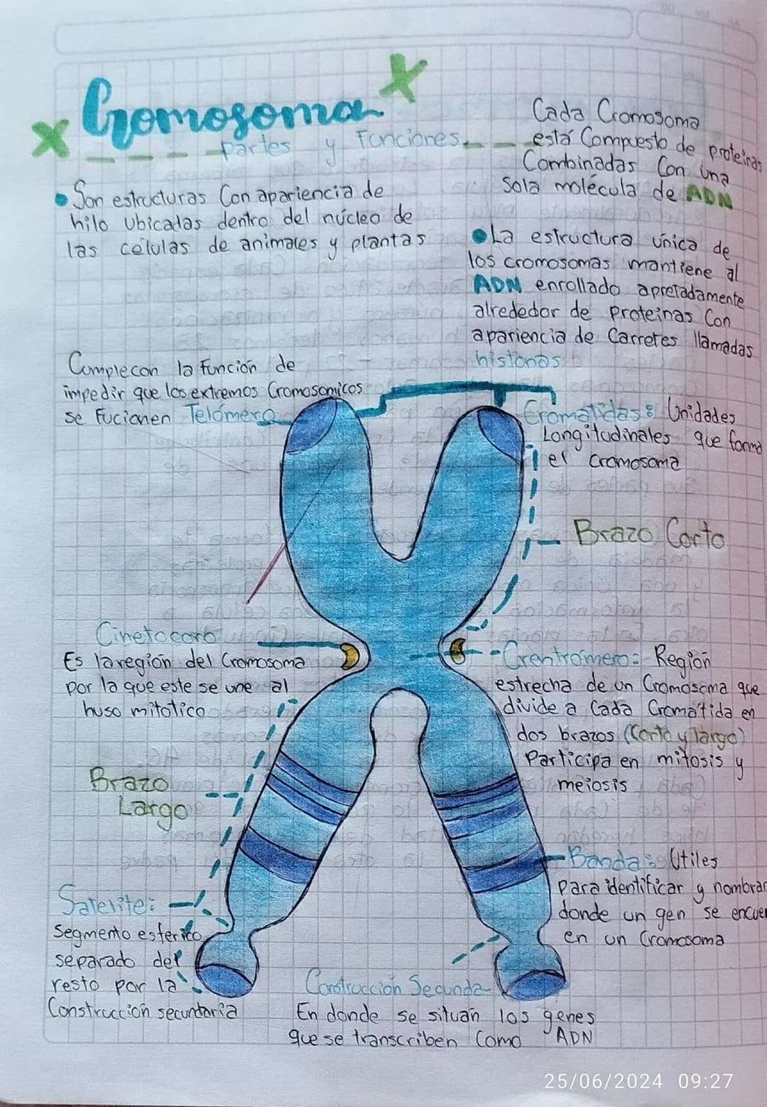 # Gomosoma
Partes y Funciones.
•Son estructuras Con apariencia de
hilo ubicadas dentro del núcleo de
las células de animales y plantas
Co