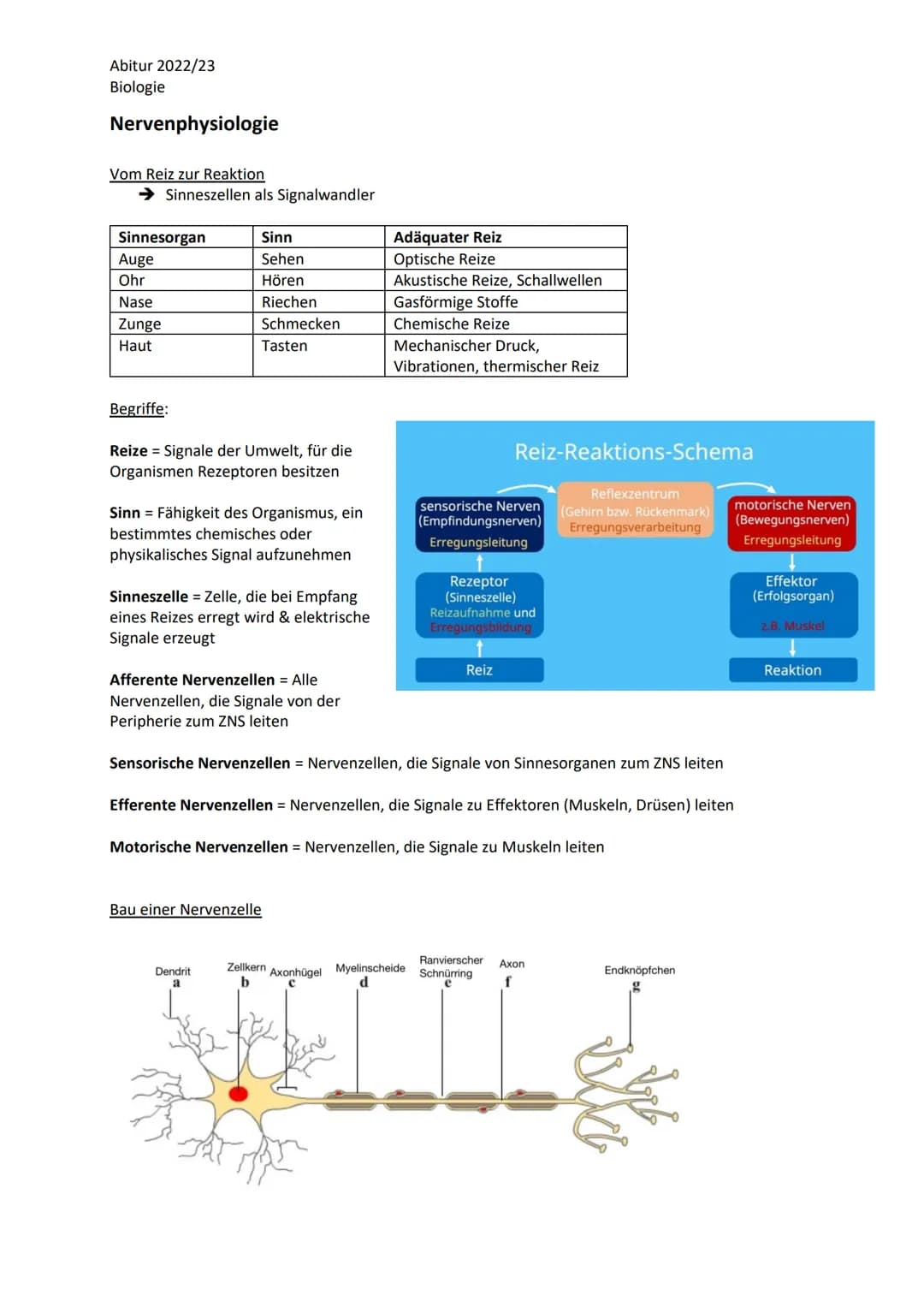 Abitur 2022/23
Biologie
LPE 4 Steuerungs- und Regelungsvorgänge
1. Nervenphysiologie
a. Bau von Sinnes- und Nervenzellen
b. Ruhe- und Akt