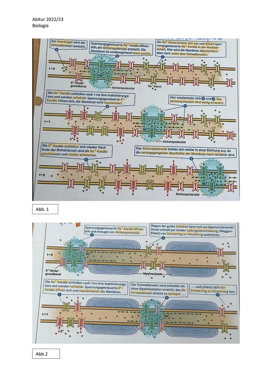 Abitur 2022/23
Biologie
LPE 4 Steuerungs- und Regelungsvorgänge
1. Nervenphysiologie
a. Bau von Sinnes- und Nervenzellen
b. Ruhe- und Akt