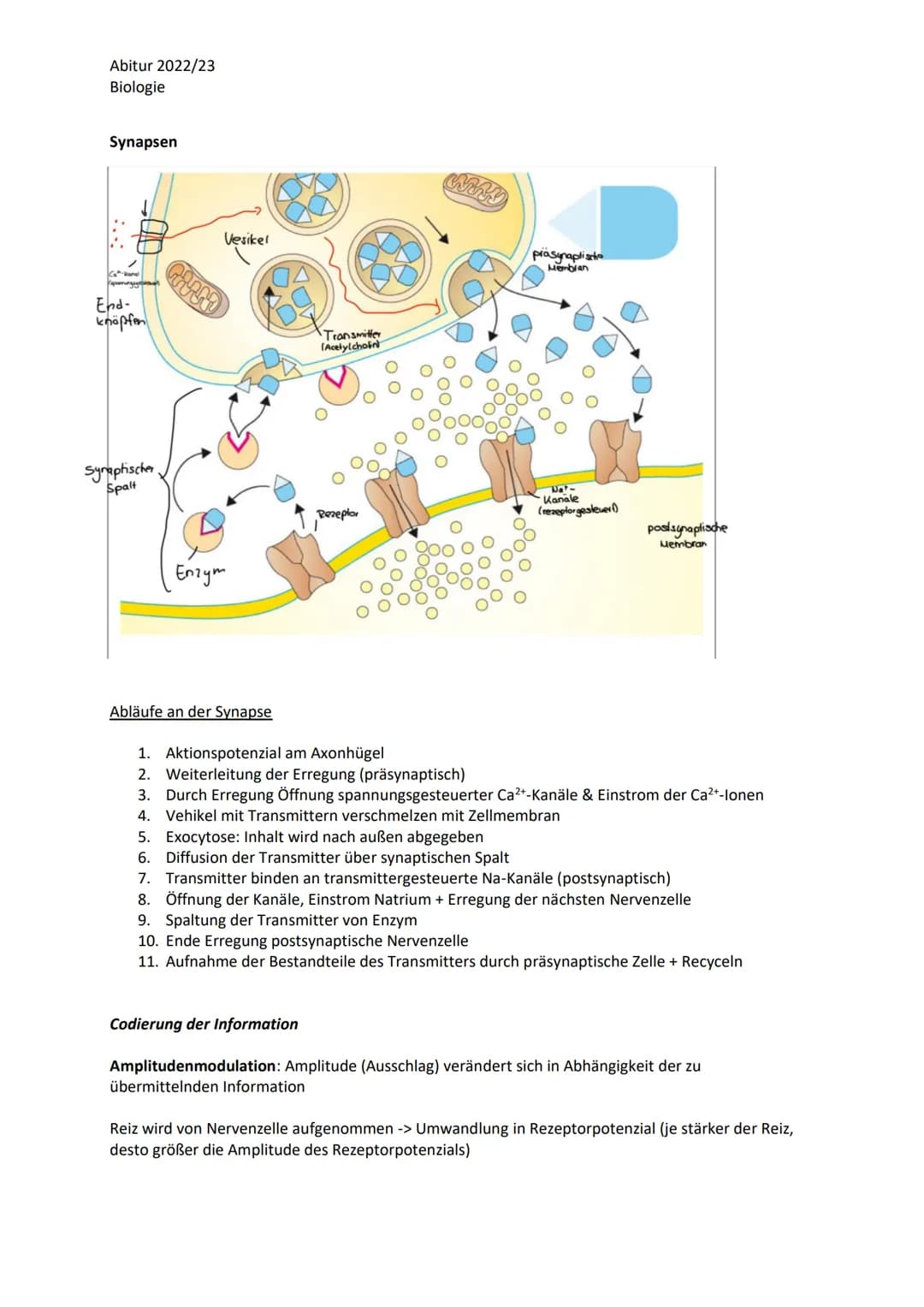 Abitur 2022/23
Biologie
LPE 4 Steuerungs- und Regelungsvorgänge
1. Nervenphysiologie
a. Bau von Sinnes- und Nervenzellen
b. Ruhe- und Akt