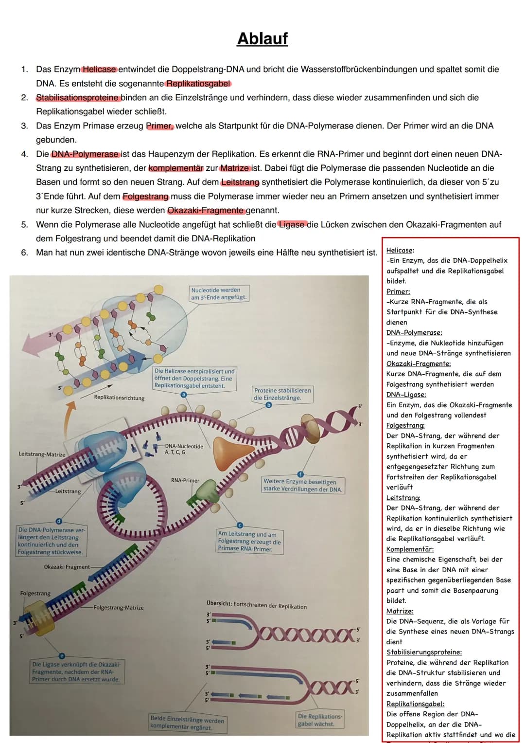 Q1.1 Von der DNA zum Protein
grundlegendes Niveau (Grundkurs und Leistungskurs)
- Aufbau und Replikation der DNA: Watson-Crick-Modell (Sche