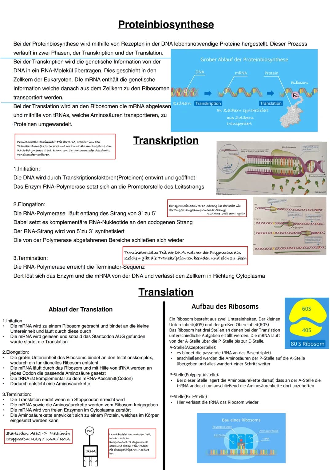 Q1.1 Von der DNA zum Protein
grundlegendes Niveau (Grundkurs und Leistungskurs)
- Aufbau und Replikation der DNA: Watson-Crick-Modell (Sche