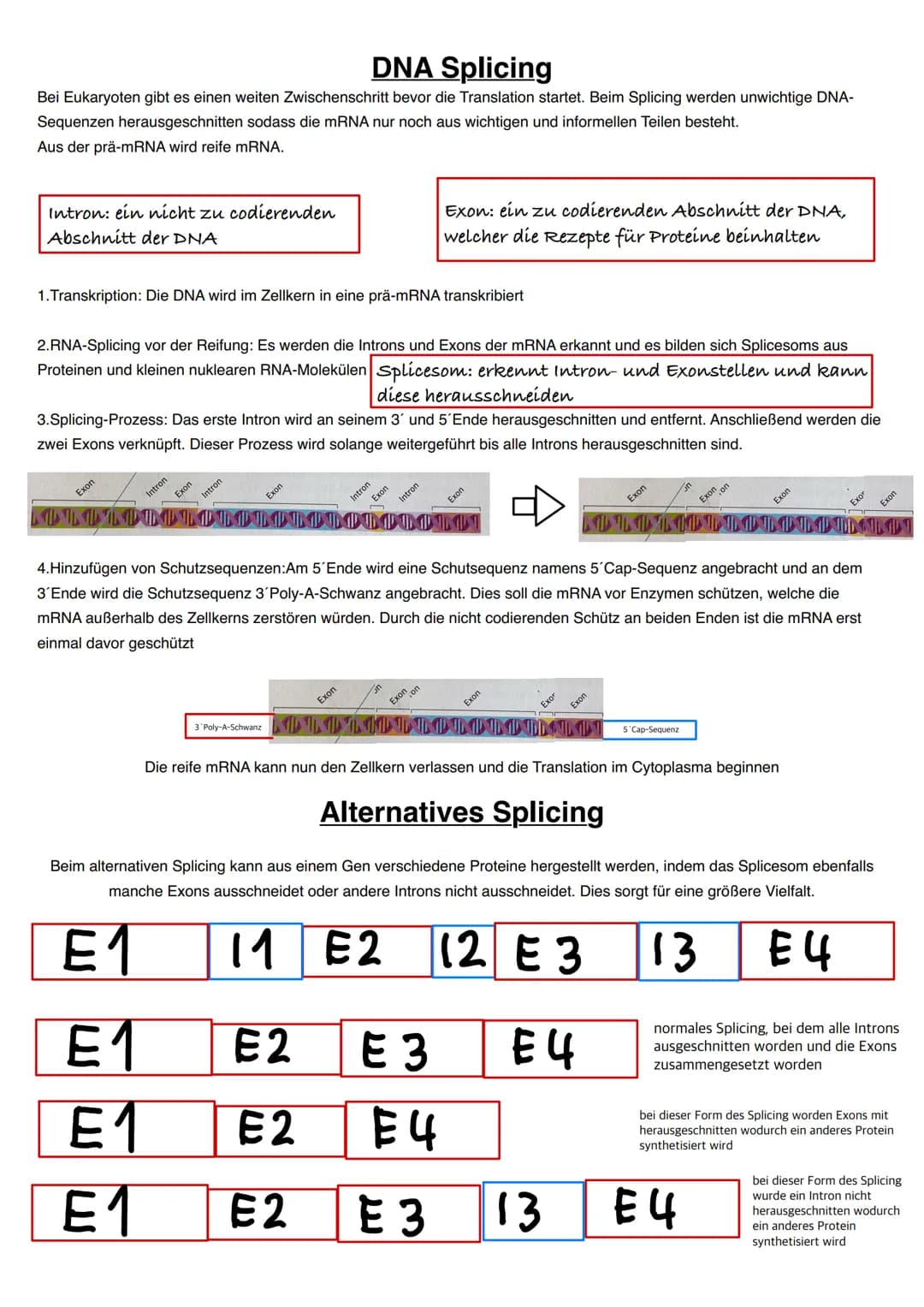 Q1.1 Von der DNA zum Protein
grundlegendes Niveau (Grundkurs und Leistungskurs)
- Aufbau und Replikation der DNA: Watson-Crick-Modell (Sche