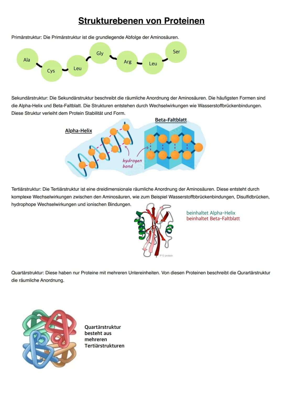 Q1.1 Von der DNA zum Protein
grundlegendes Niveau (Grundkurs und Leistungskurs)
- Aufbau und Replikation der DNA: Watson-Crick-Modell (Sche