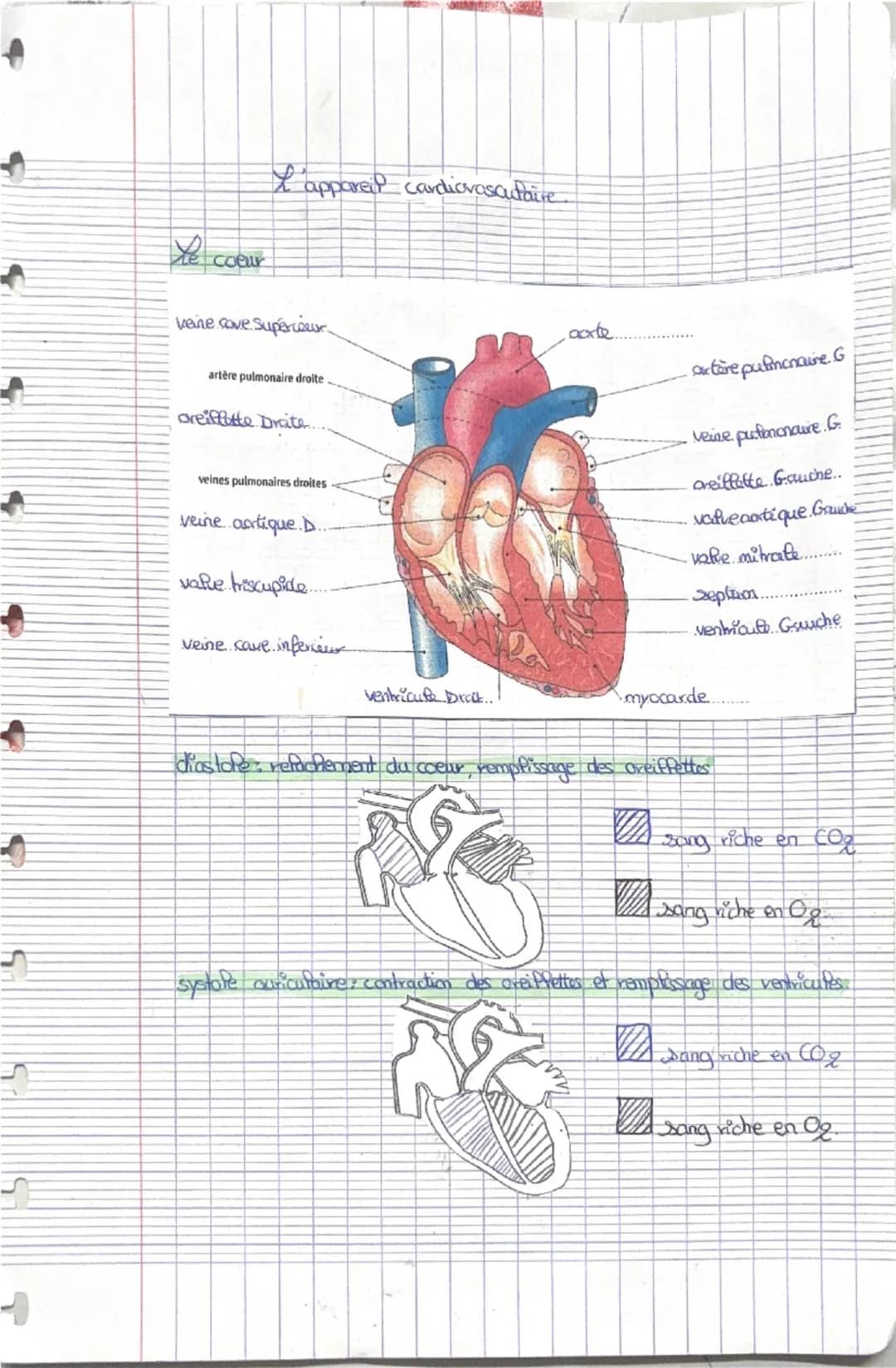 # L'appareil cardiovasculaire.
# Le coeur
veine cave Superieur
aorte
artère pulmonaire droite
artère pulmonaire G
oreillette Droite...
vei