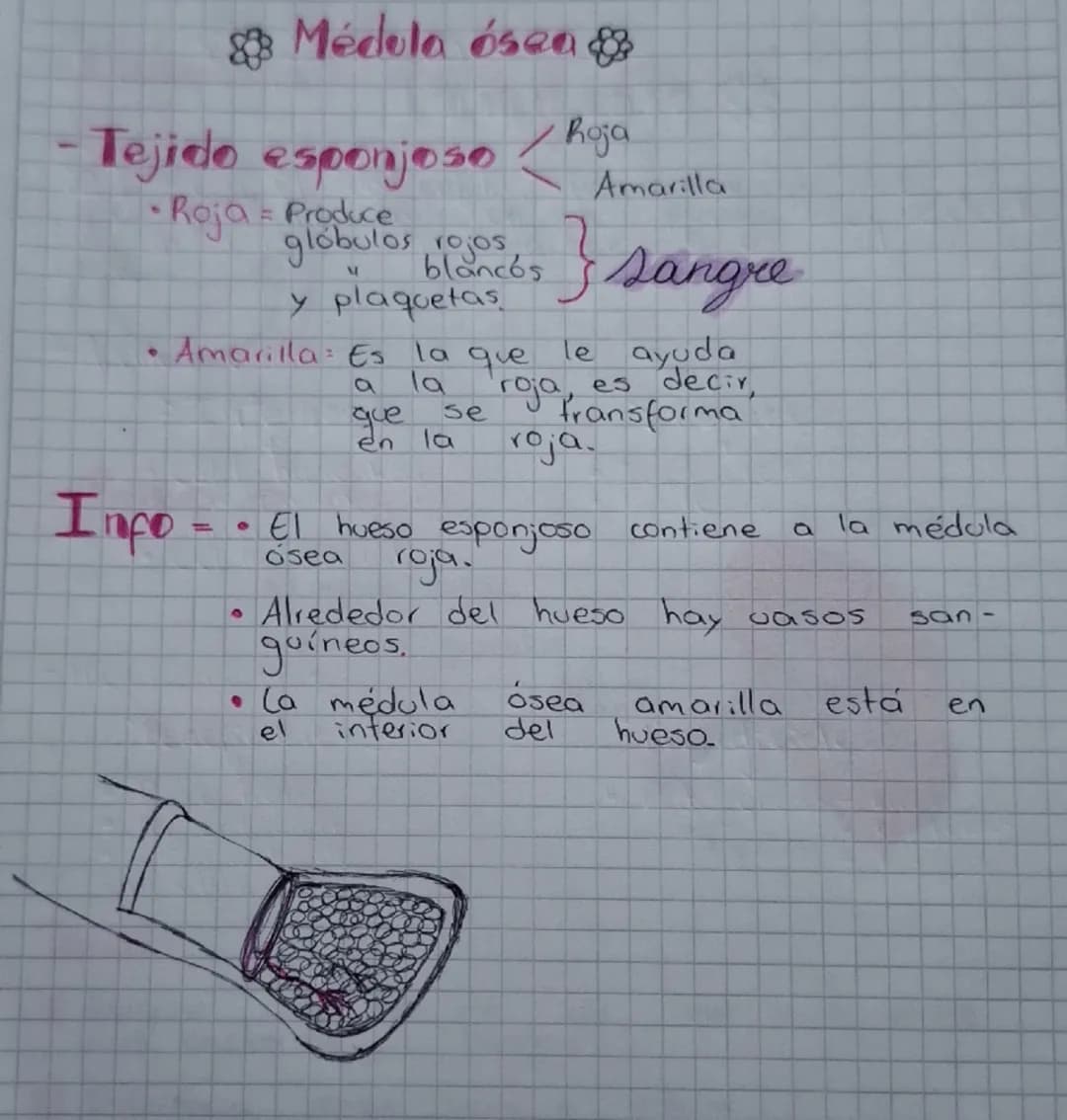 Secuencia 13 El sistema inmune
del ser humano
Biología
¿Cómo está conformado
el sistema inmune?
El sistema inmune protege al cuerpo ya que e