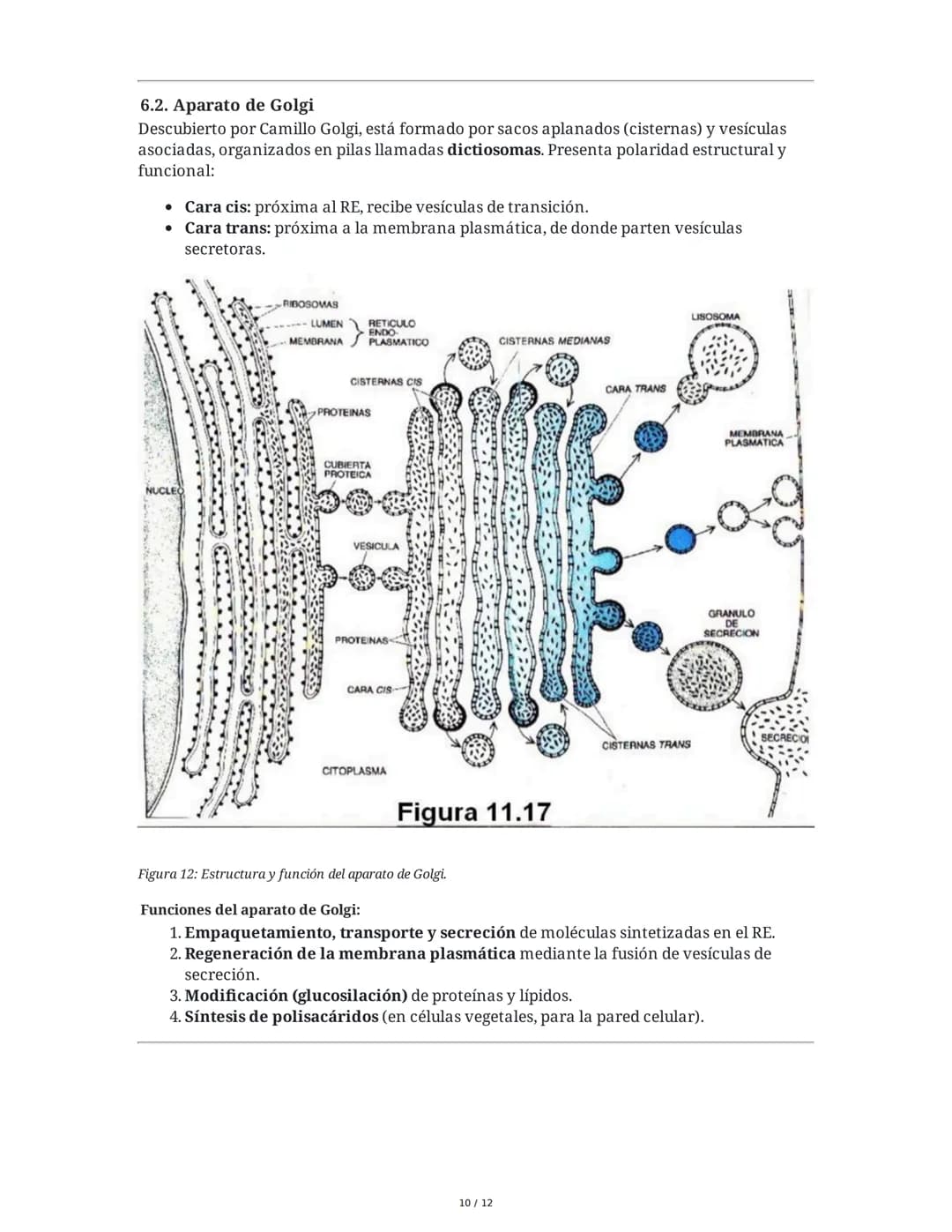 Tema 8: Orgánulos Celulares I
1. Introducción y Organización Celular
El estudio de los orgánulos celulares es fundamental para comprender la