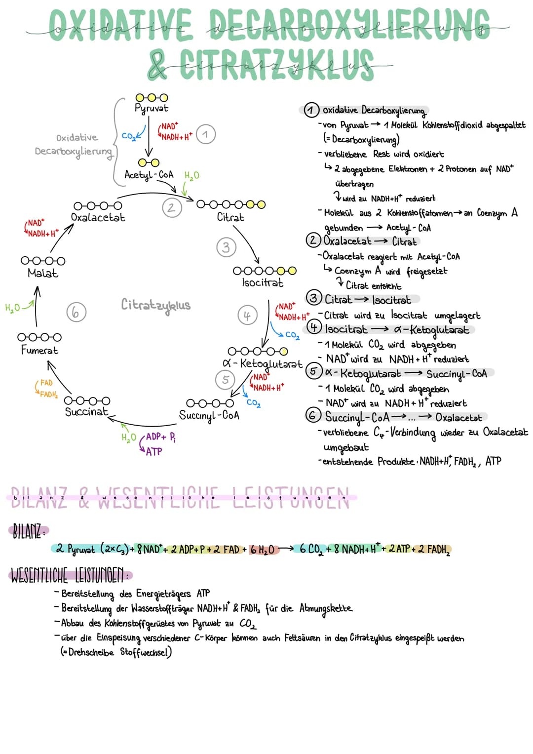# OXIDATIVE DECARBOXYLIERUNG
& CITRATZYKLUS
Oxidative
Decarboxylierung
0-0-0
Pyruvat
CO₂
NAD
NADH+H+ (1)
Acetyl-CoA H₂O
oxidative Deca