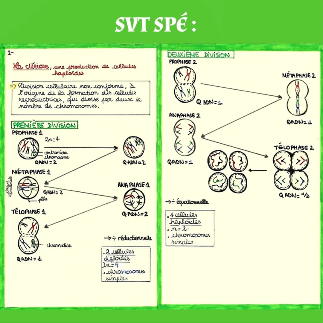 2-
SVT SPÉ:
La Meiore, une production de cellules
haploides
=> Dvision cellulaire non conforme, à
l'origine de la formation des cellules
rep