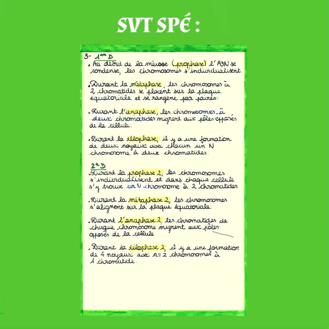 2-
SVT SPÉ:
La Meiore, une production de cellules
haploides
=> Dvision cellulaire non conforme, à
l'origine de la formation des cellules
rep